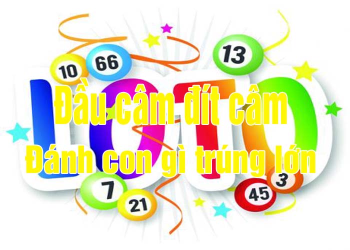 lo-dau-cam-dit-cam-danh-con-gi